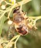 Eristalis tenax